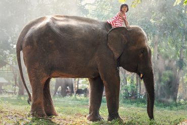 As and where to get to know India’s animal world: useful apps